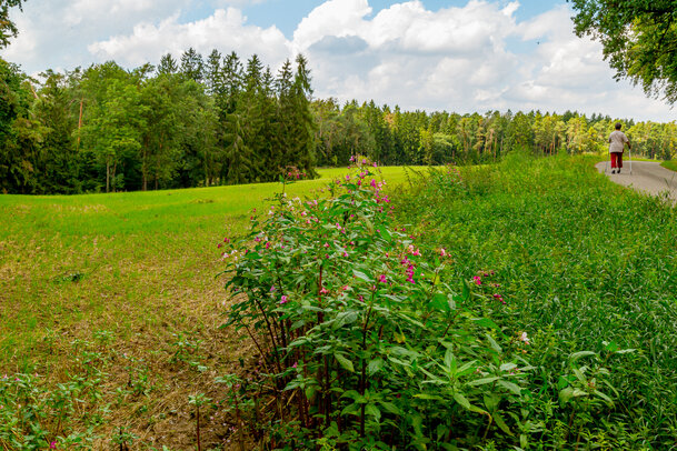Thumbnail: _JA 40771 am Wegesrand.jpg